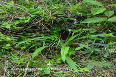 Chlorophytum indicum